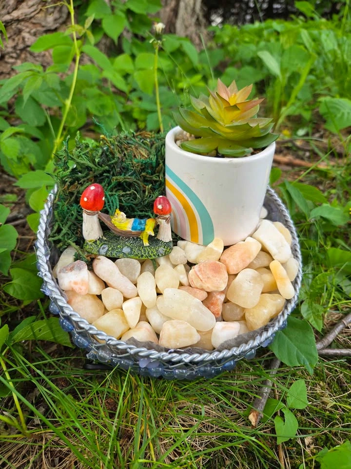 Playground for succulents plants - photo 3