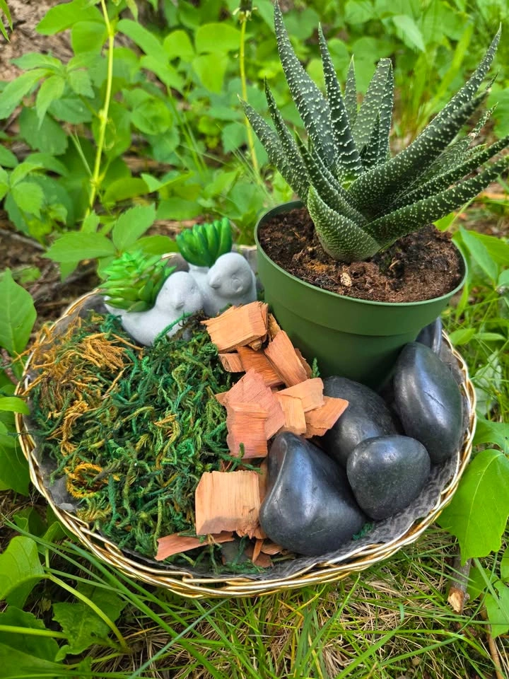 Playground for succulents plants - photo 5