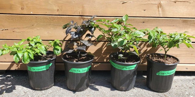 Rare Super Hot Peppers
