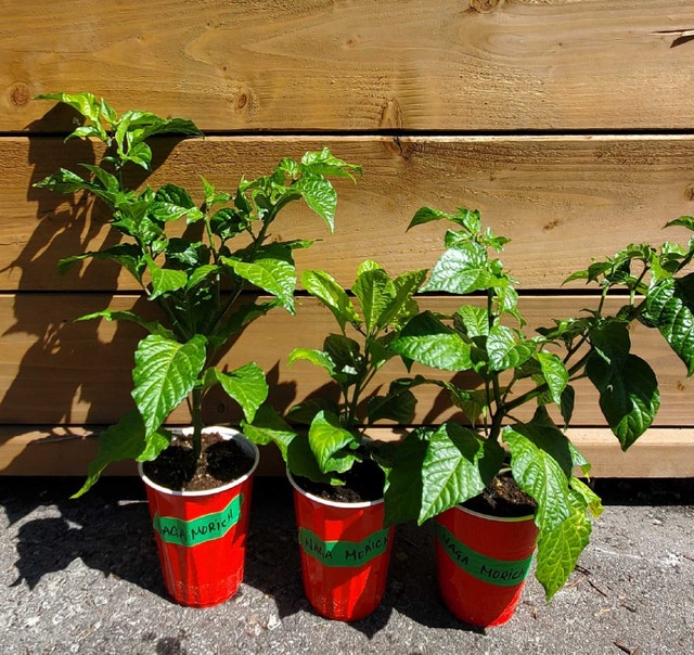 Rare Super Hot Peppers - photo 2
