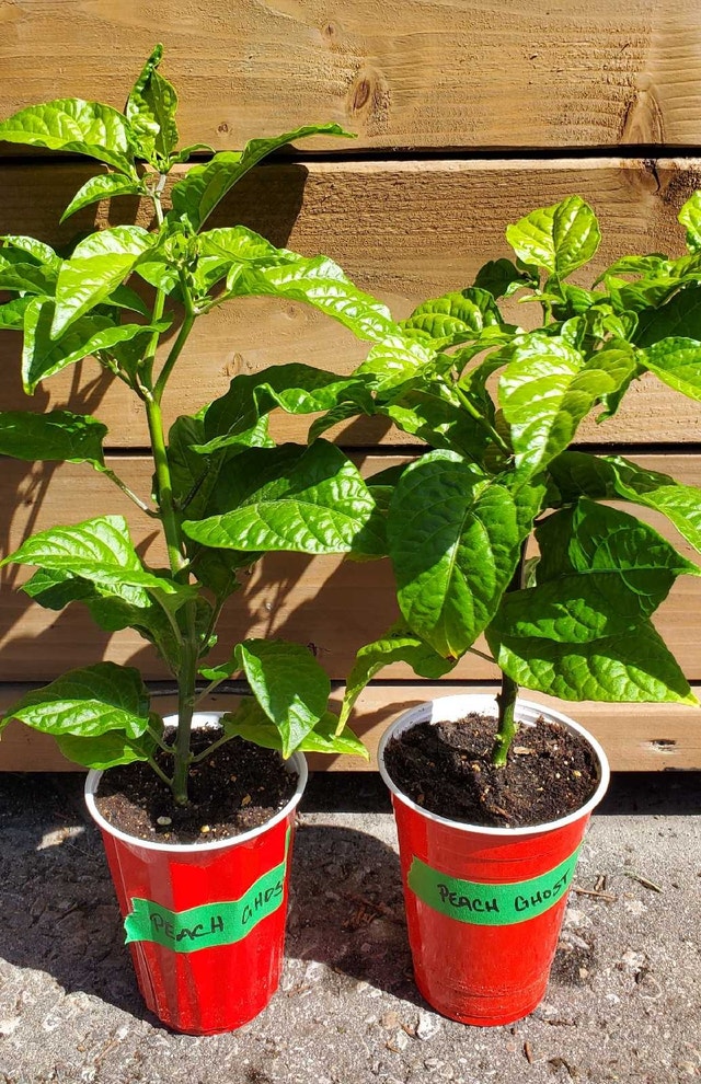 Rare Super Hot Peppers - photo 3