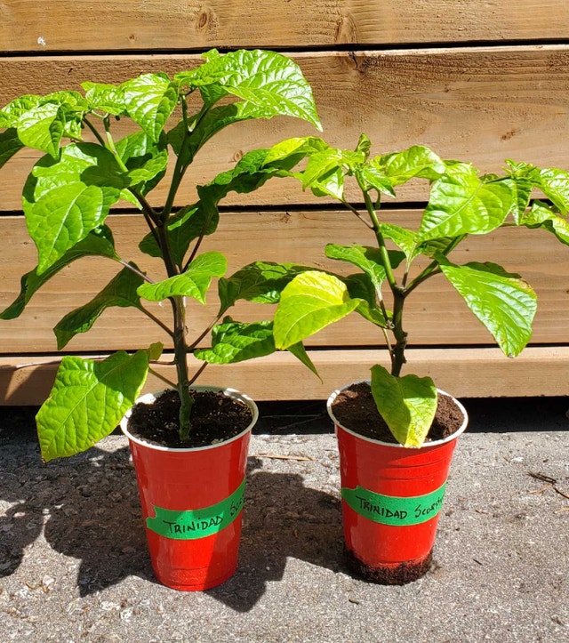 Rare Super Hot Peppers - photo 4