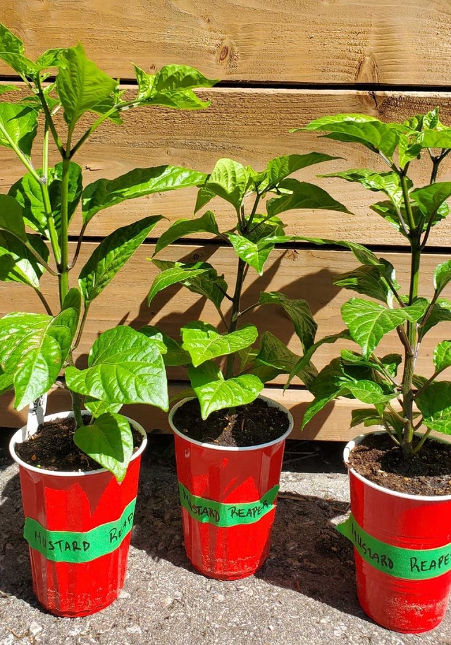 Rare Super Hot Peppers - photo 5