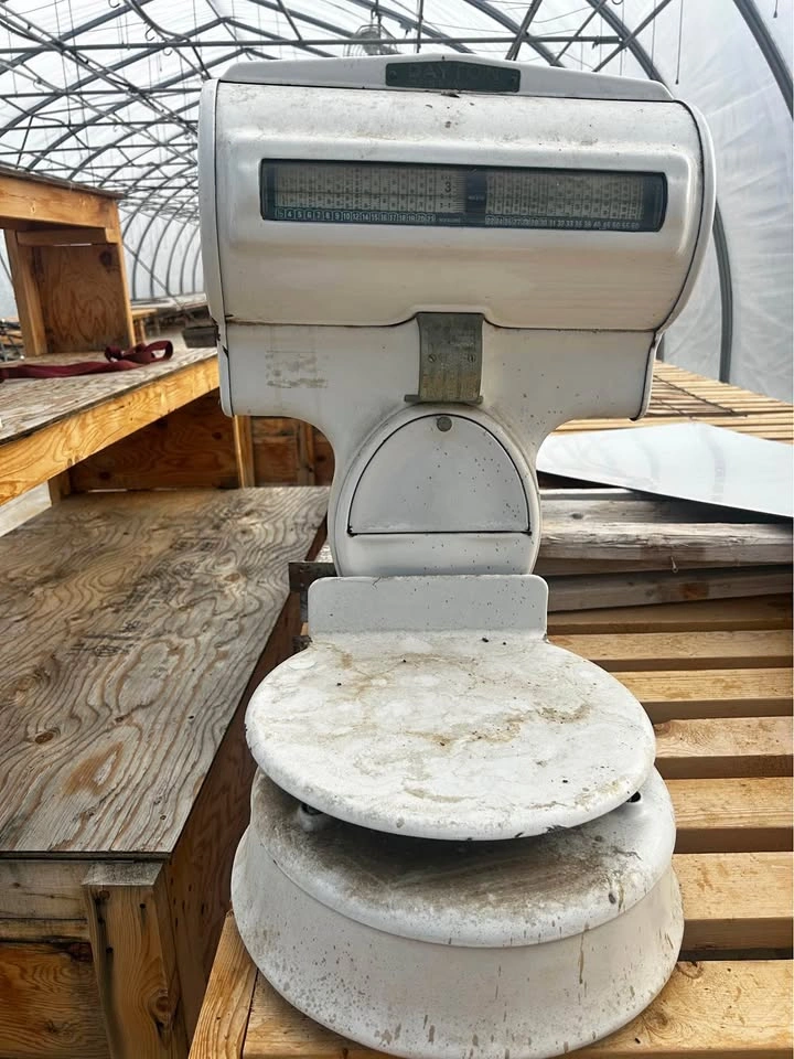 Antique scale