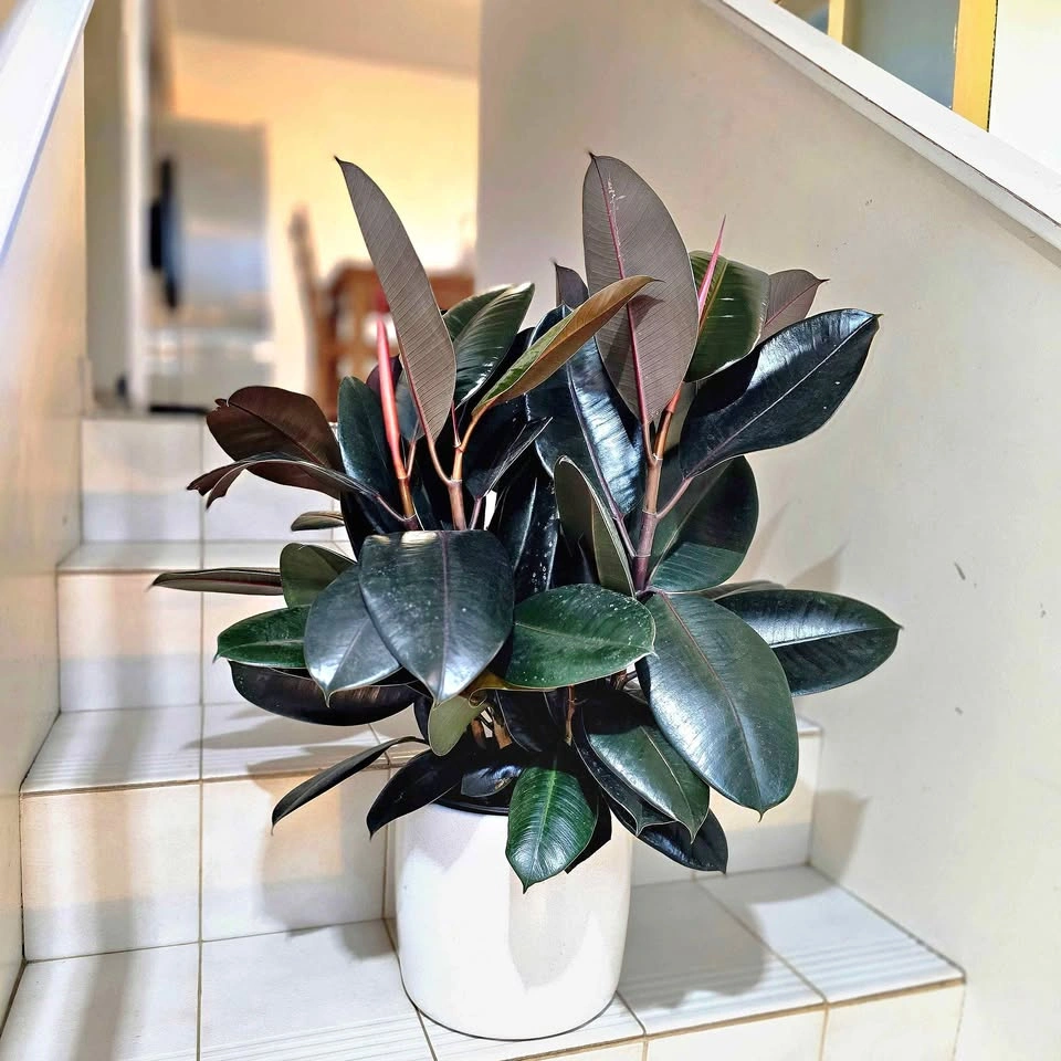 Ficus Elastica | 2ft Real Plant