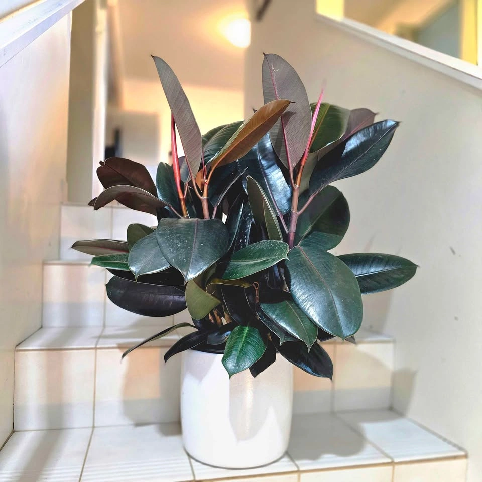 Ficus Elastica | 2ft Real Plant - photo 2