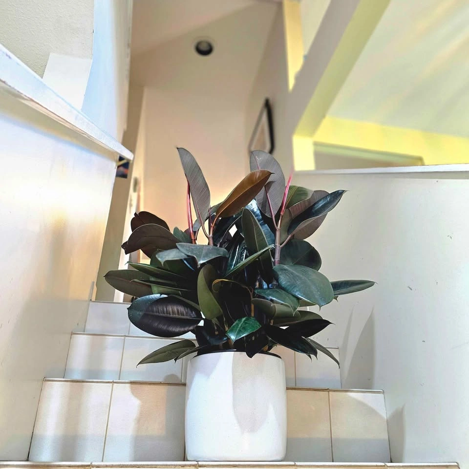 Ficus Elastica | 2ft Real Plant - photo 3