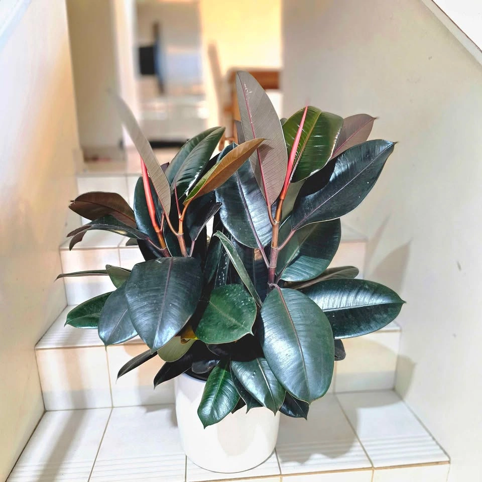 Ficus Elastica | 2ft Real Plant - photo 4
