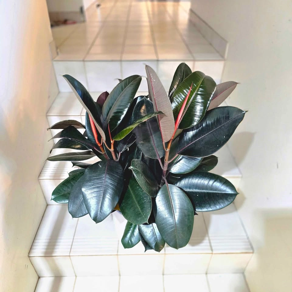 Ficus Elastica | 2ft Real Plant - photo 5