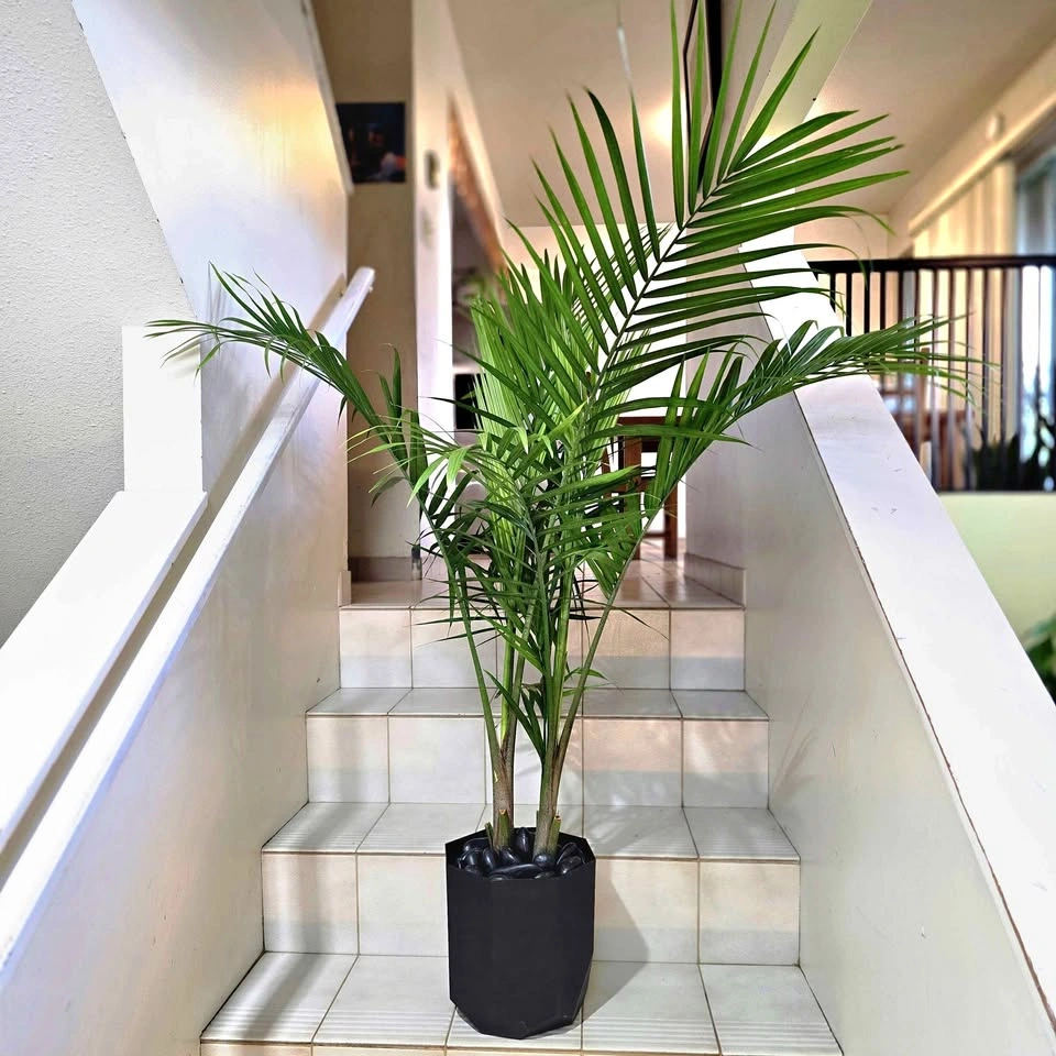 Majesty Palm | 3ft Real Plant | ✅️ FREE DELIVERY!