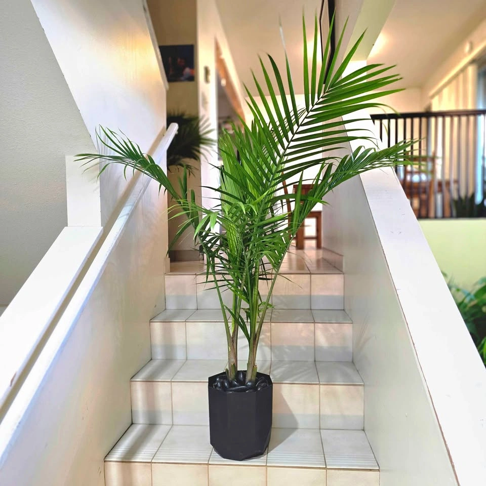 Majesty Palm | 3ft Real Plant | ✅️ FREE DELIVERY! - photo 2