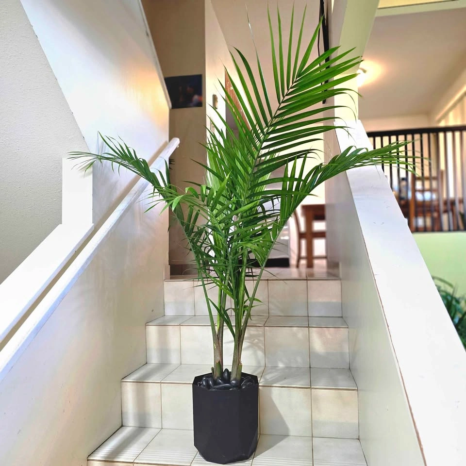 Majesty Palm | 3ft Real Plant | ✅️ FREE DELIVERY! - photo 3