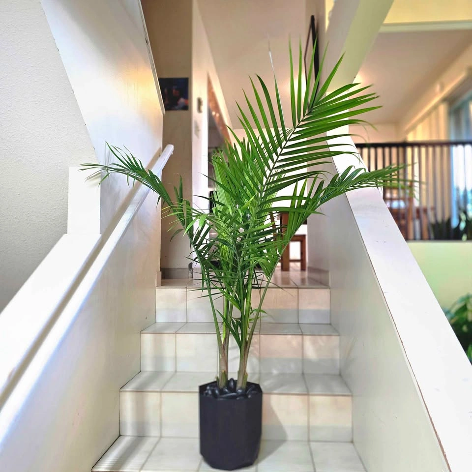 Majesty Palm | 3ft Real Plant | ✅️ FREE DELIVERY! - photo 4