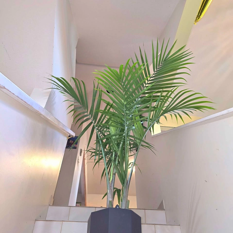 Majesty Palm | 3ft Real Plant | ✅️ FREE DELIVERY! - photo 5