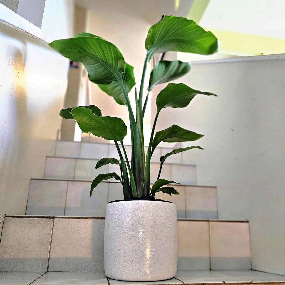 Bird of Paradise | 3ft