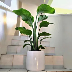 Bird of Paradise | 3ft