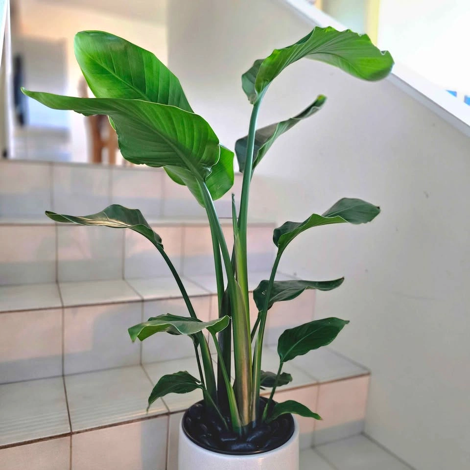 Bird of Paradise | 3ft - photo 2