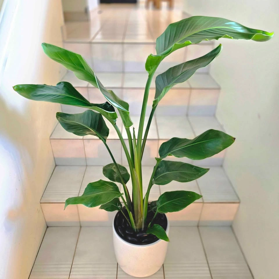 Bird of Paradise | 3ft - photo 3