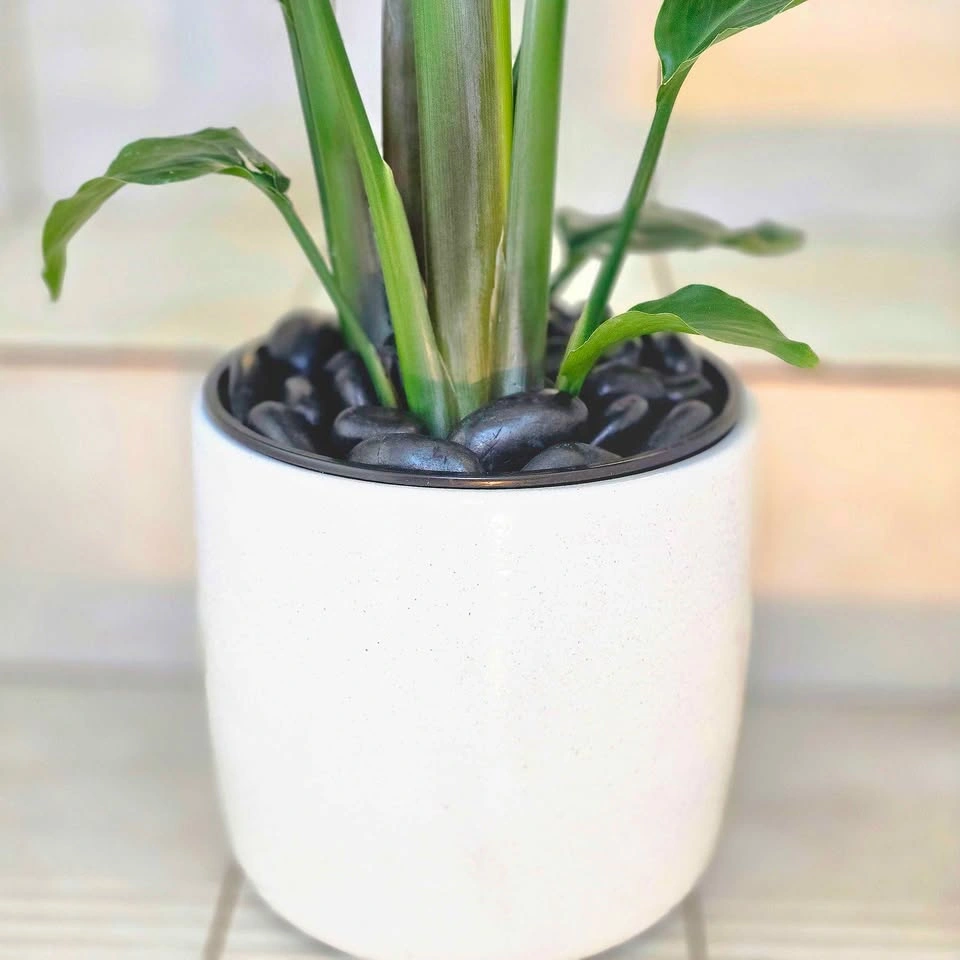 Bird of Paradise | 3ft - photo 4
