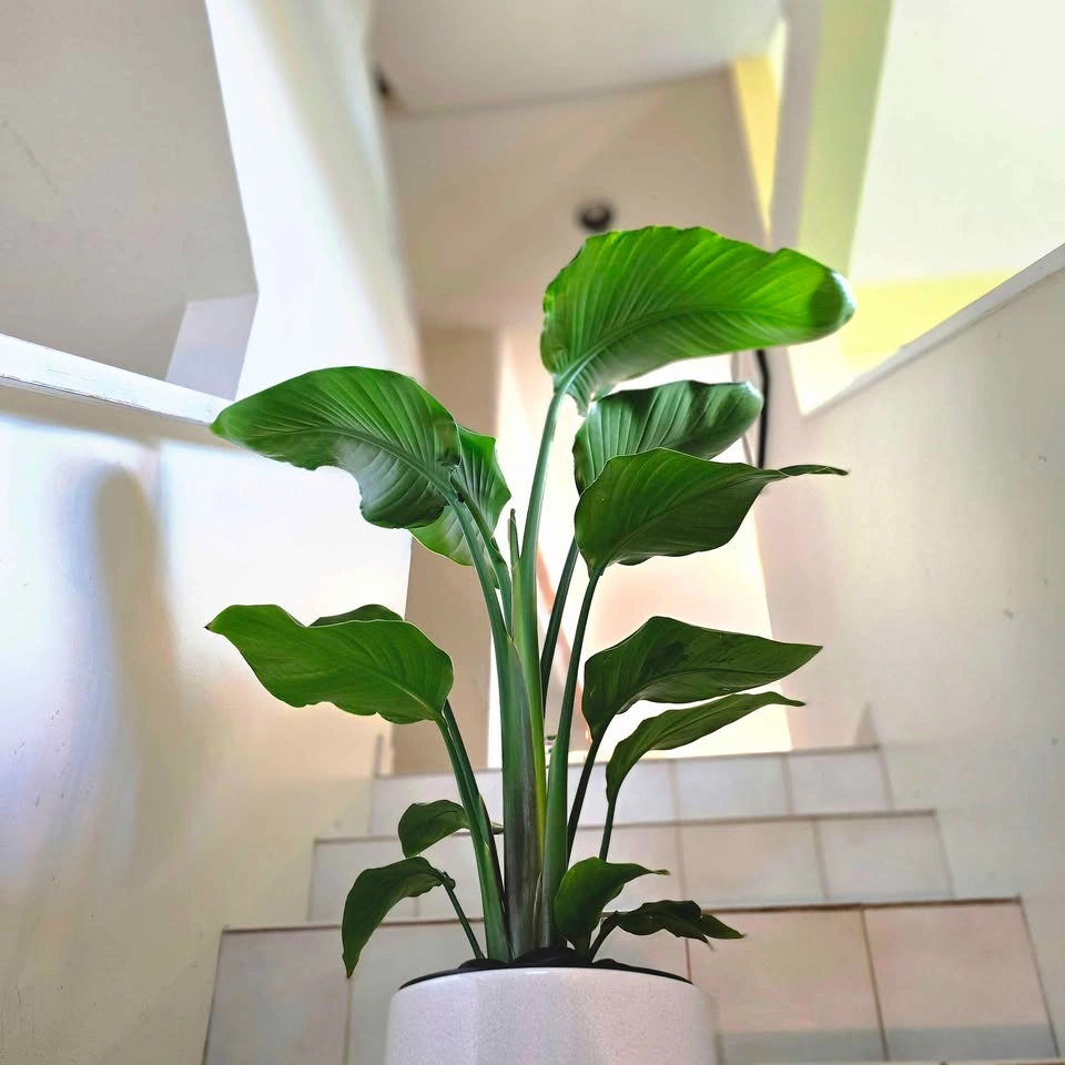 Bird of Paradise | 3ft - photo 5