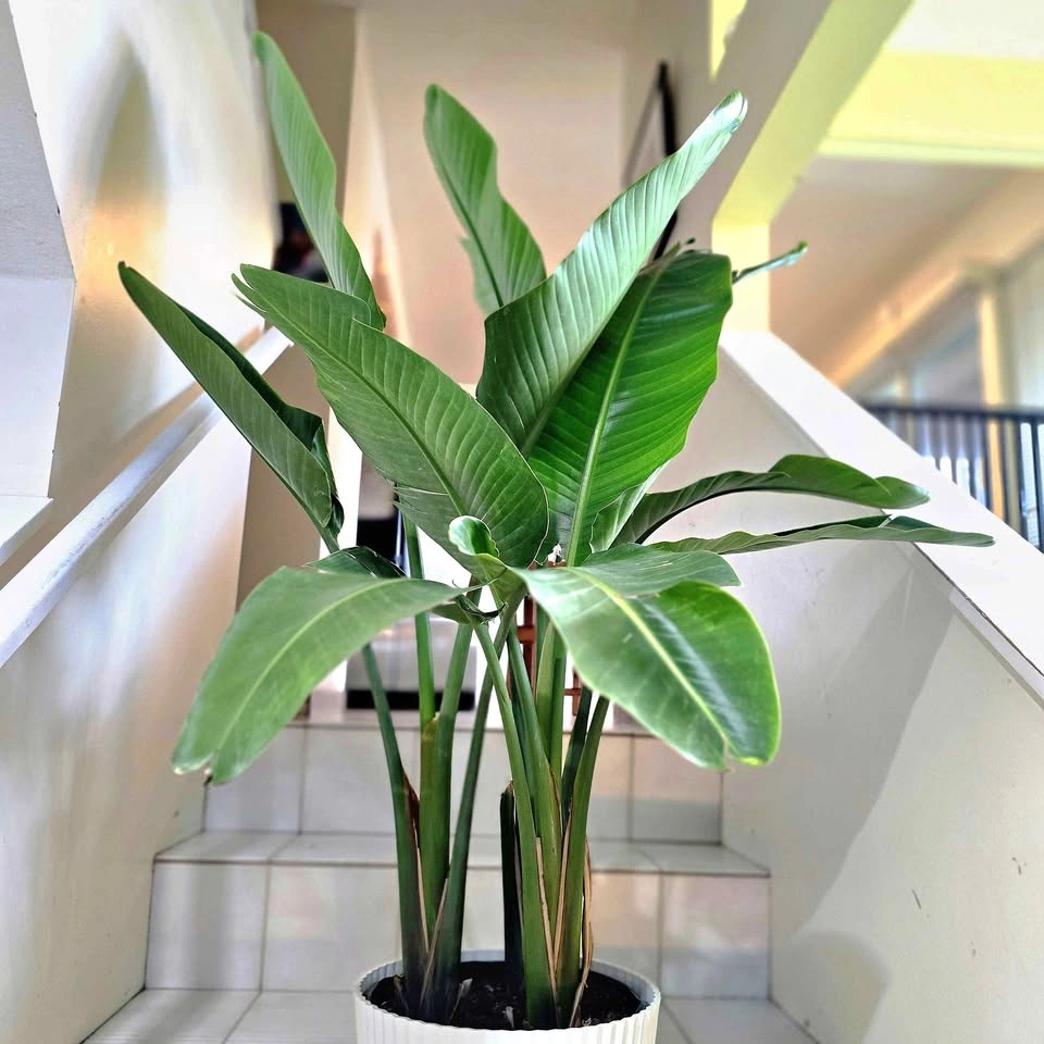 Bird of Paradise | 4.5ft | 🟢 FREE DELIVERY!