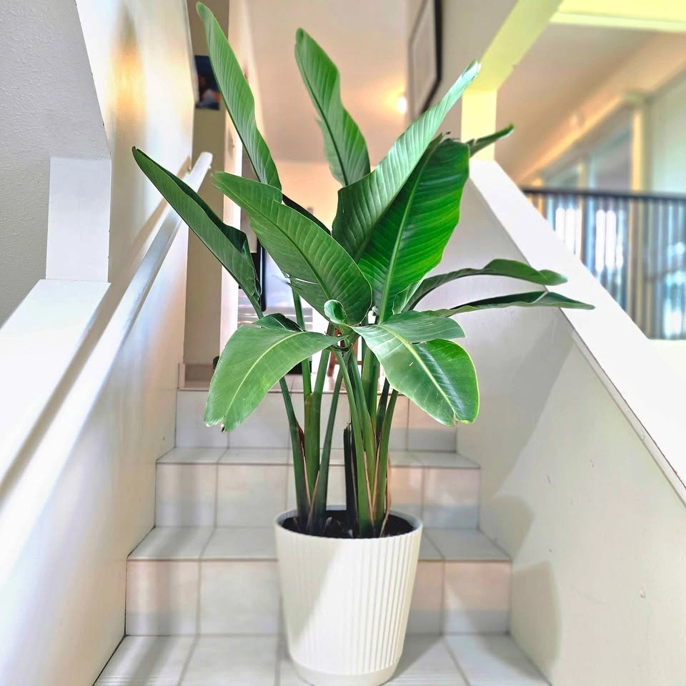 Bird of Paradise | 4.5ft | 🟢 FREE DELIVERY! - photo 2