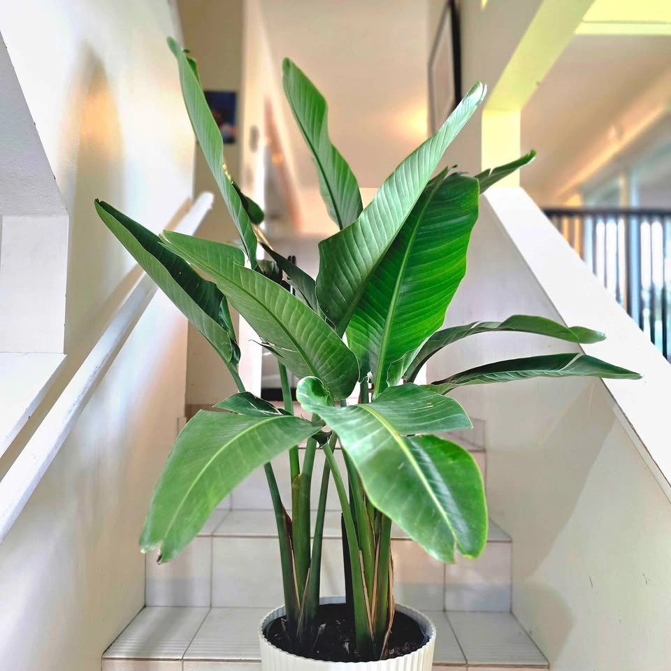 Bird of Paradise | 4.5ft | 🟢 FREE DELIVERY! - photo 3
