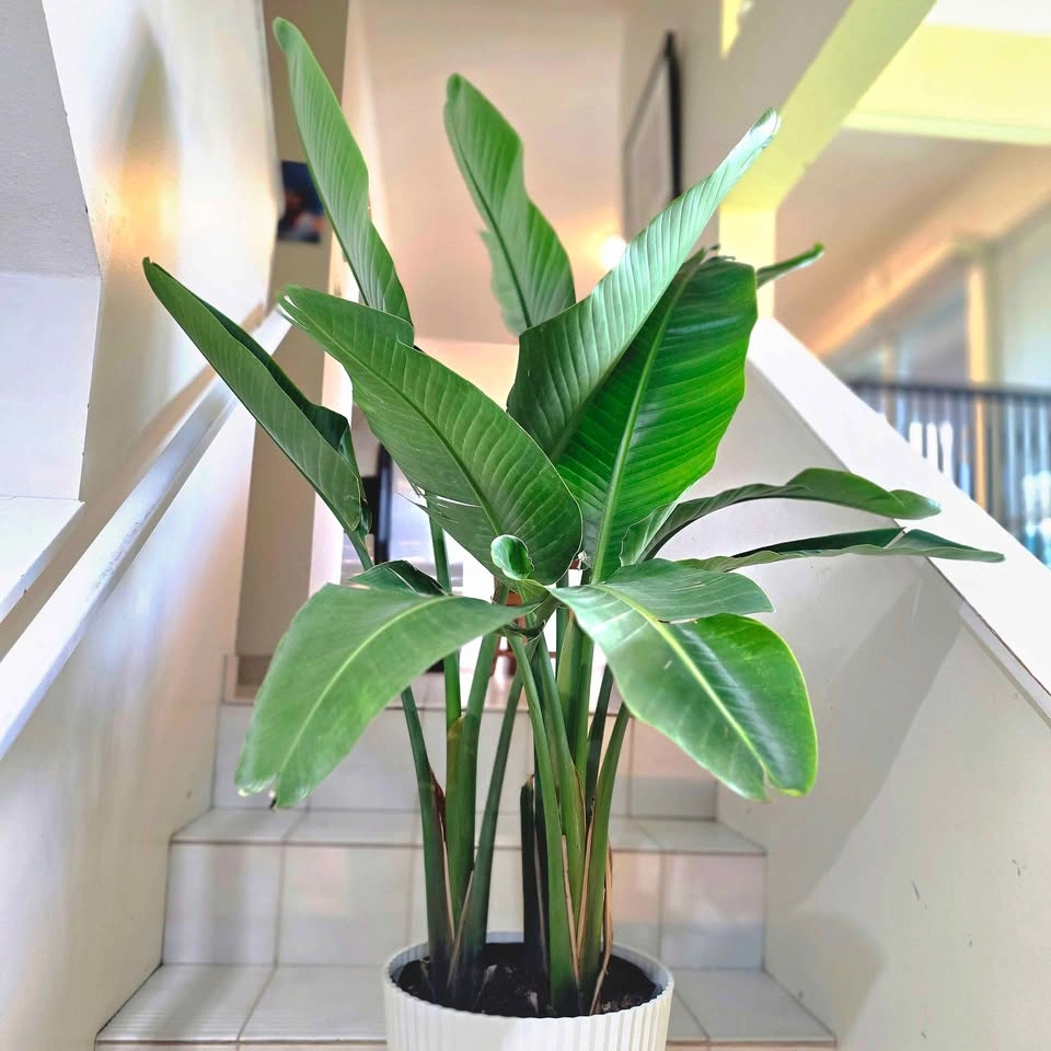 Bird of Paradise | 4.5ft | 🟢 FREE DELIVERY! - photo 4