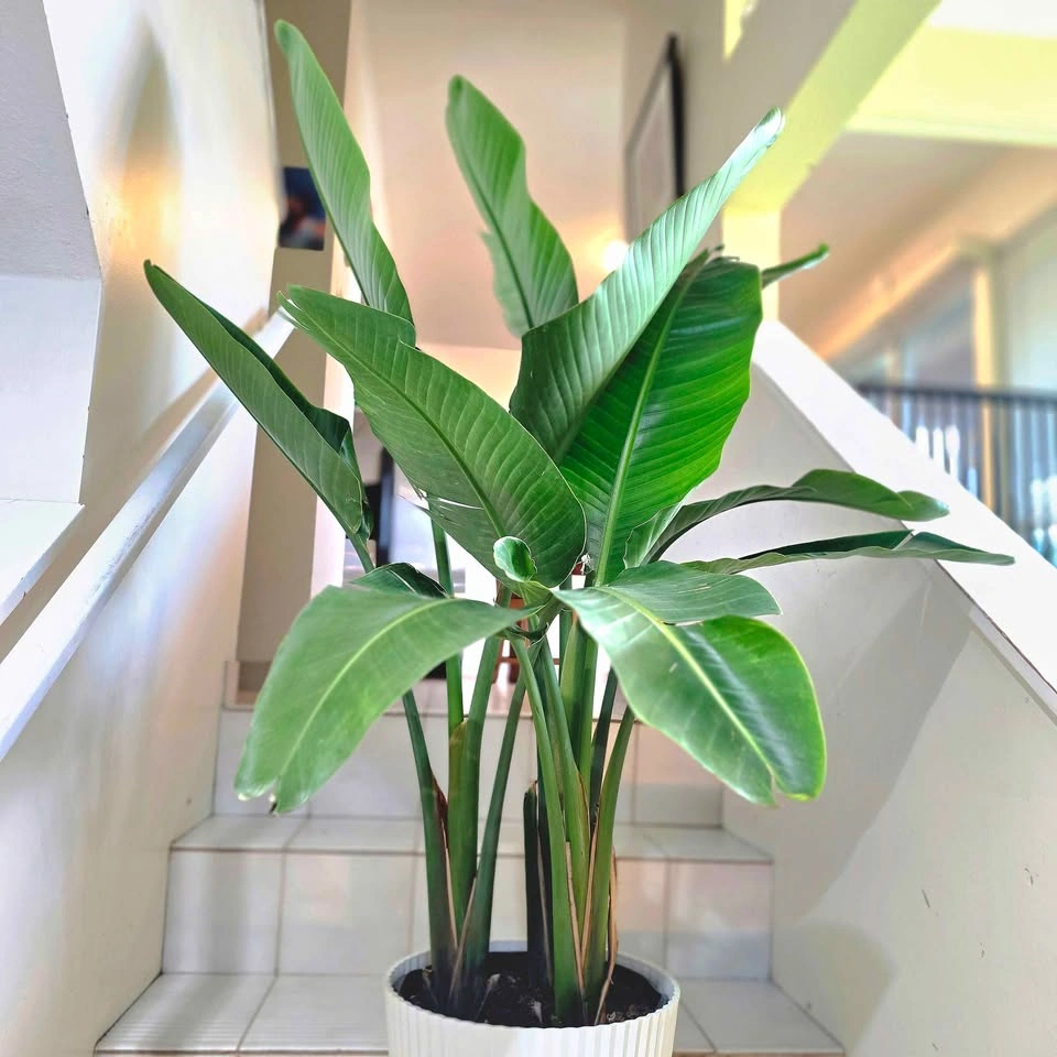 Bird of Paradise | 4.5ft | 🟢 FREE DELIVERY! - photo 5