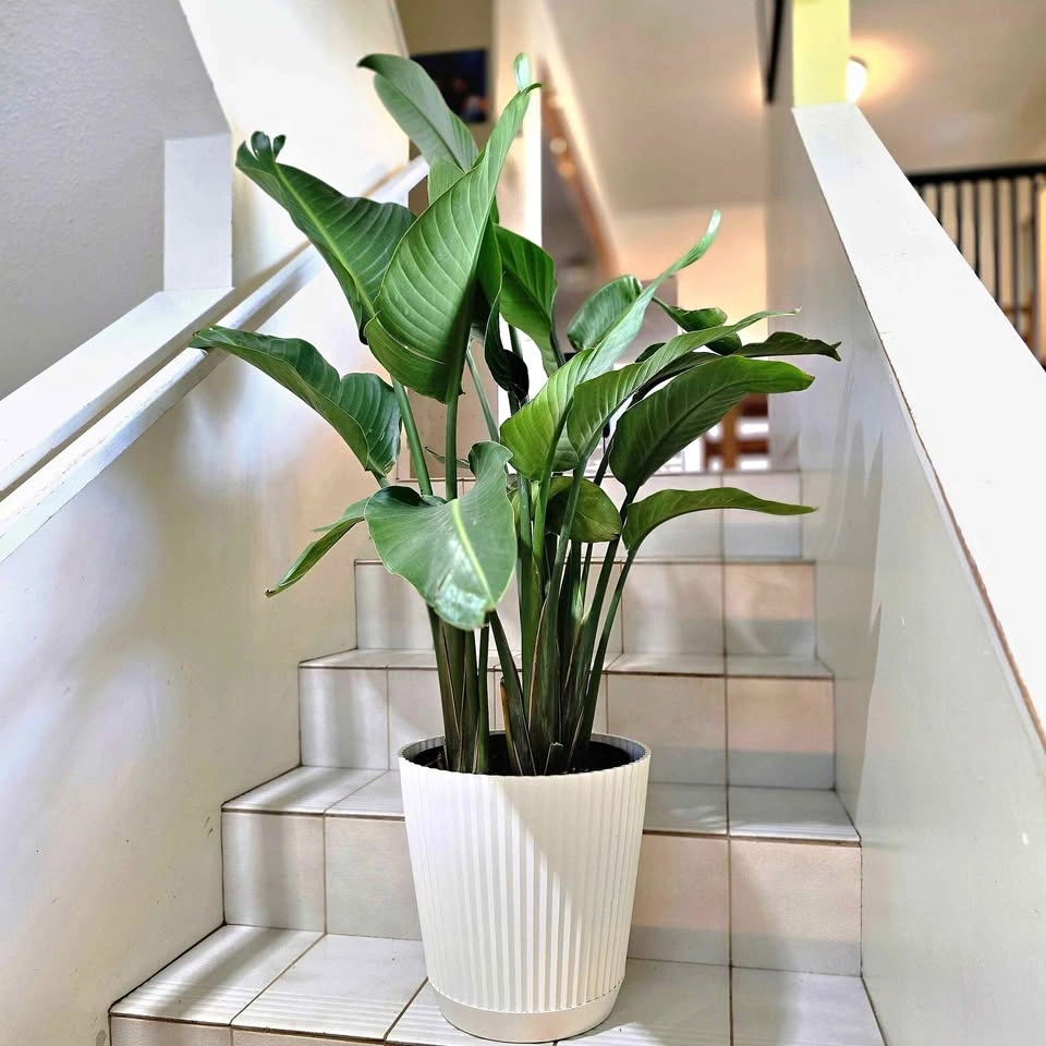 4 Bird of Paradise | 3.5ft