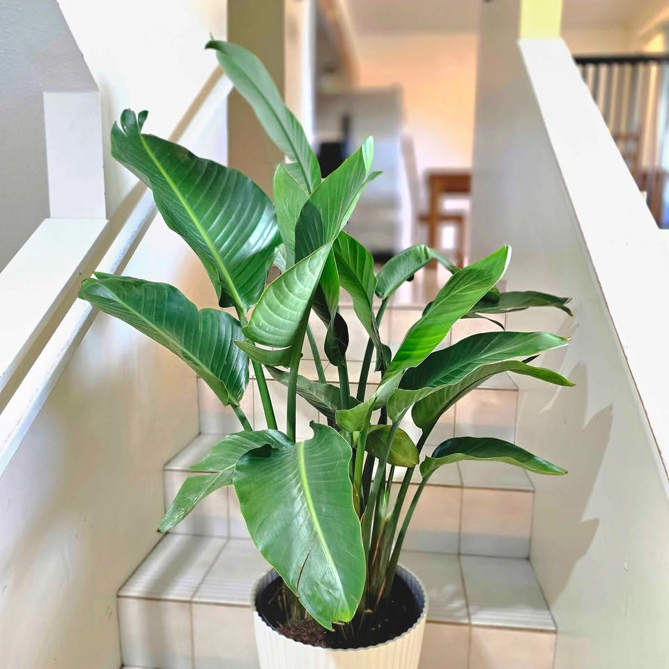 4 Bird of Paradise | 3.5ft - photo 2