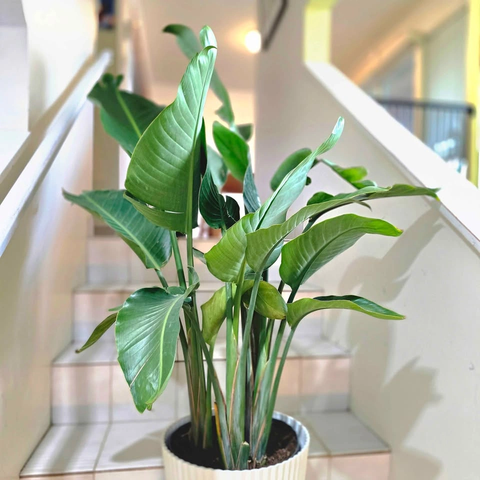 4 Bird of Paradise | 3.5ft - photo 3