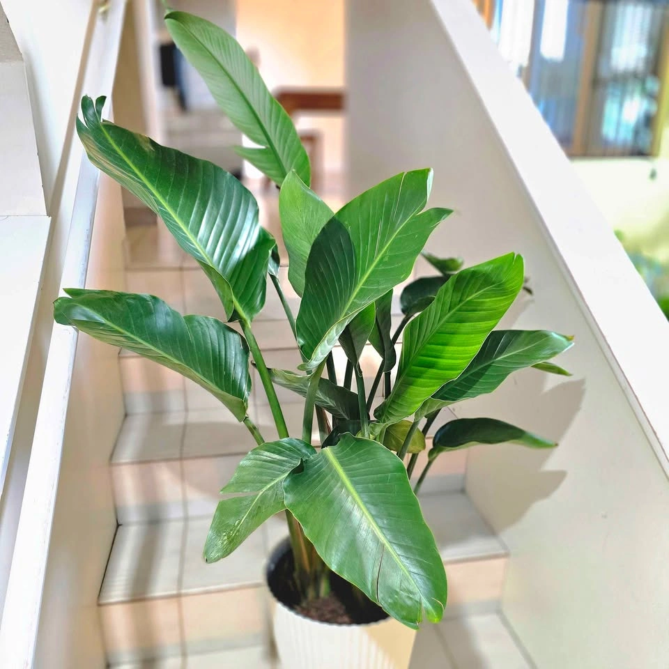4 Bird of Paradise | 3.5ft - photo 4