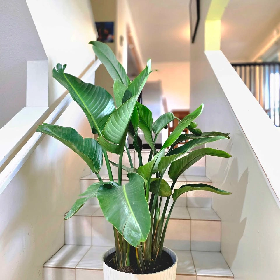 4 Bird of Paradise | 3.5ft - photo 5