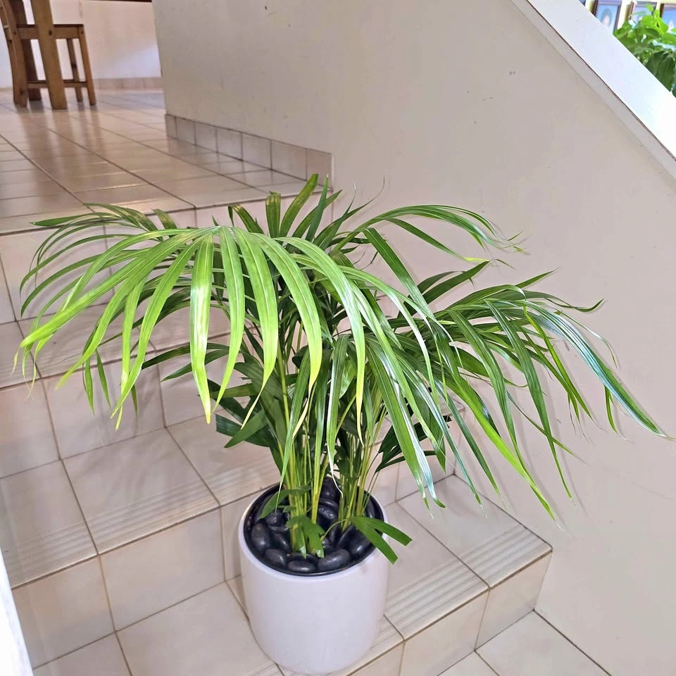 Areca Palm Plant with decorative stones and ceramic planter
