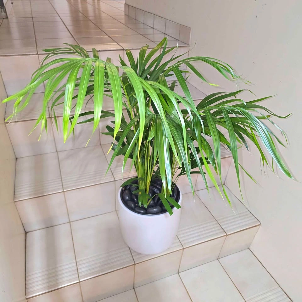 Areca Palm Plant with decorative stones and ceramic planter - photo 2
