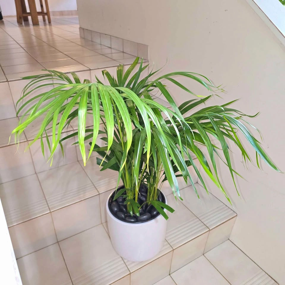 Areca Palm Plant with decorative stones and ceramic planter - photo 3