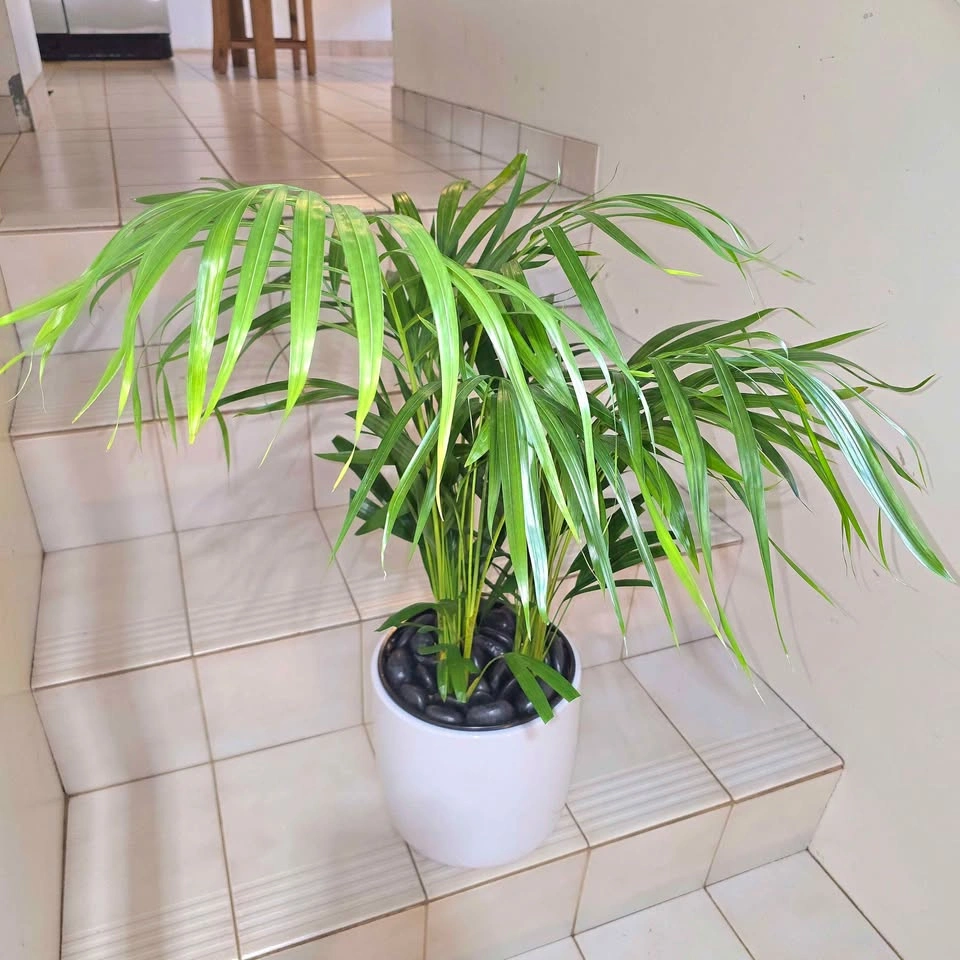 Areca Palm Plant with decorative stones and ceramic planter - photo 4