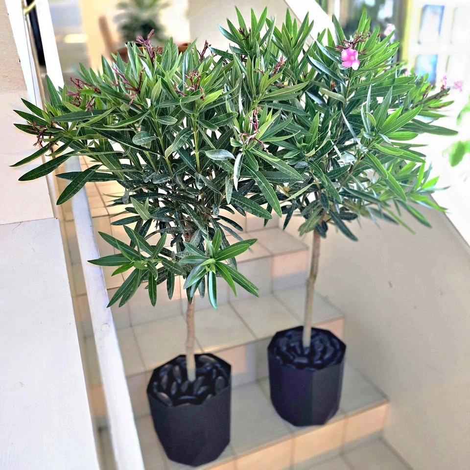 Oleander Set with decorative stones and planters!