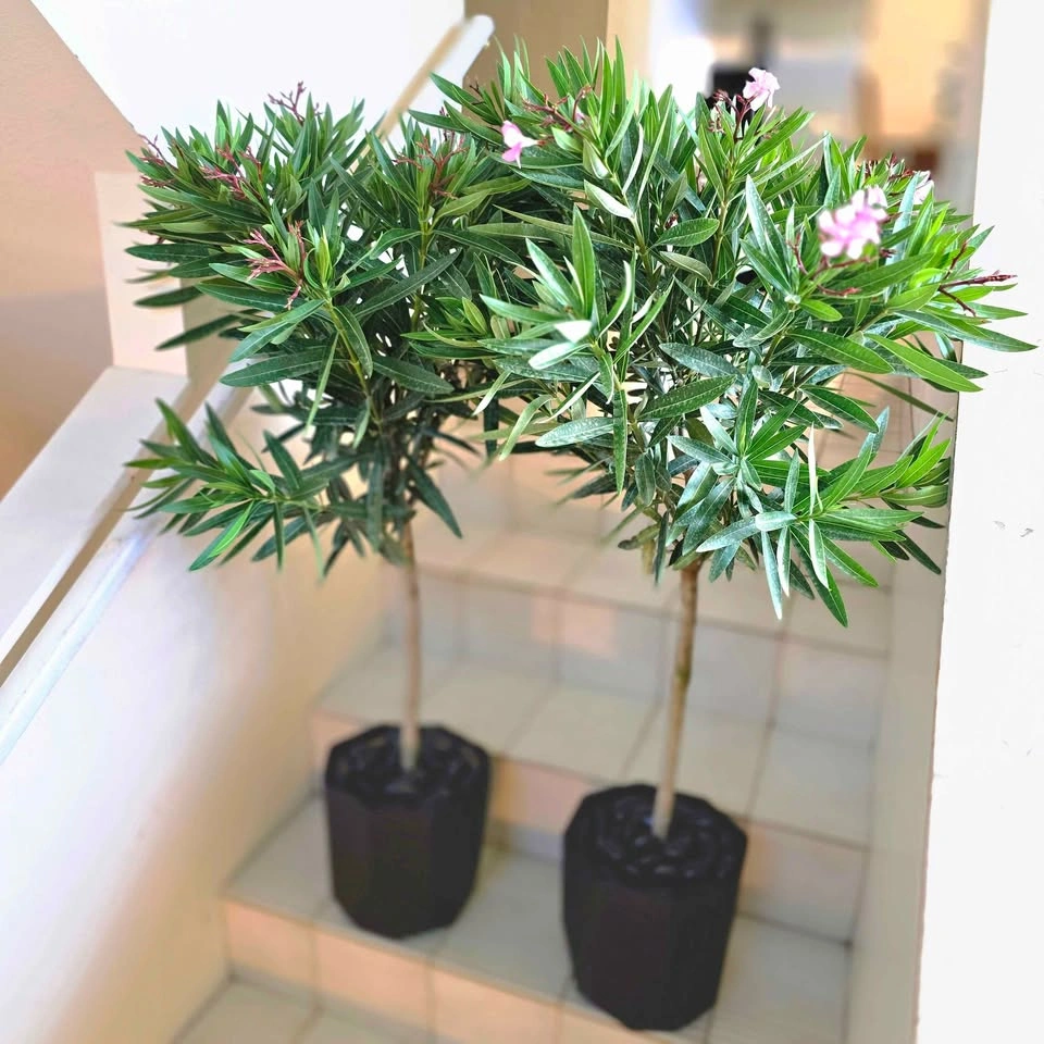 Oleander Set with decorative stones and planters! - photo 3