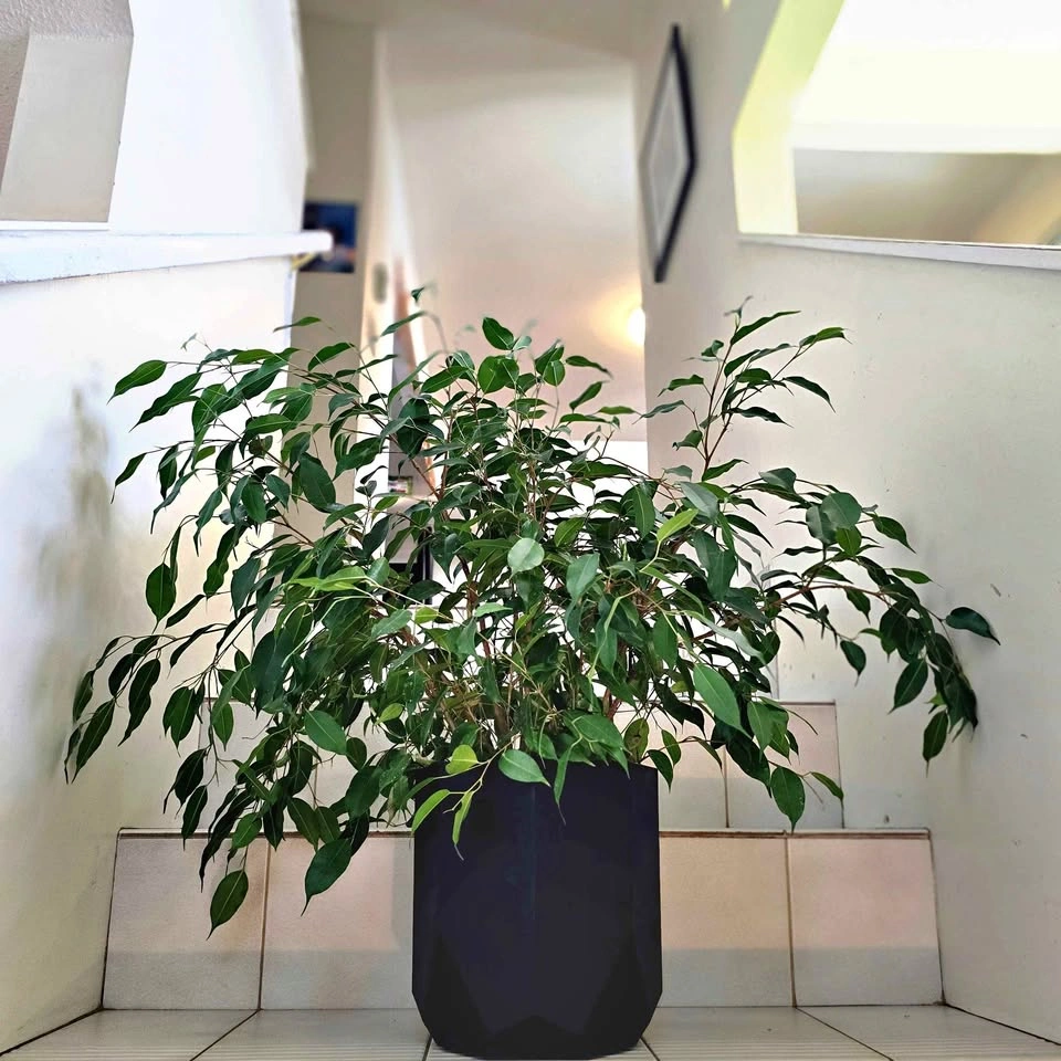 Weeping Fig (Ficus Benjamina)