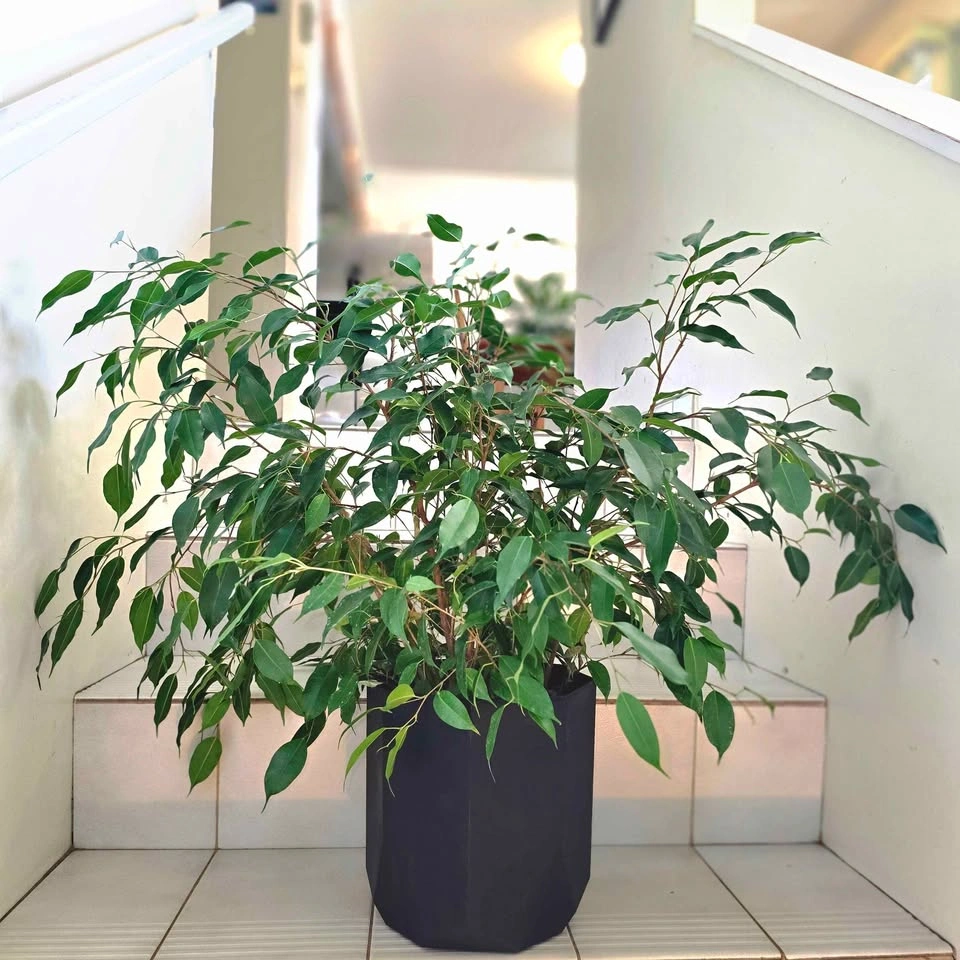 Weeping Fig (Ficus Benjamina) - photo 2