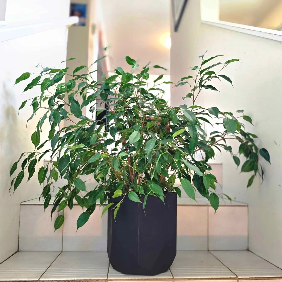 Weeping Fig (Ficus Benjamina) - photo 3