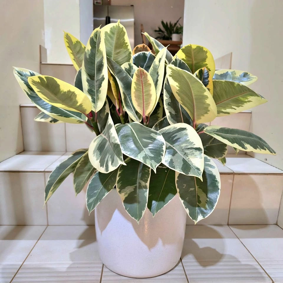 Ficus Elastica with ceramic planter