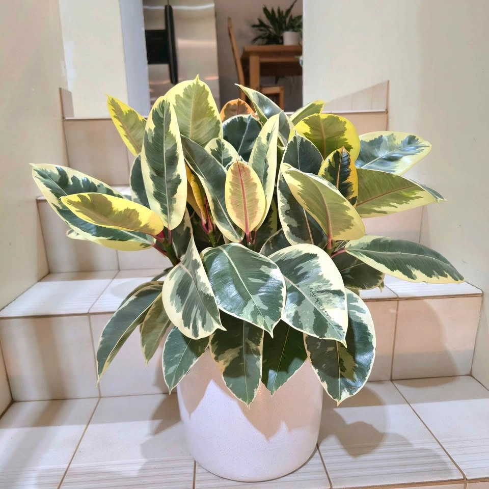 Ficus Elastica with ceramic planter - photo 2