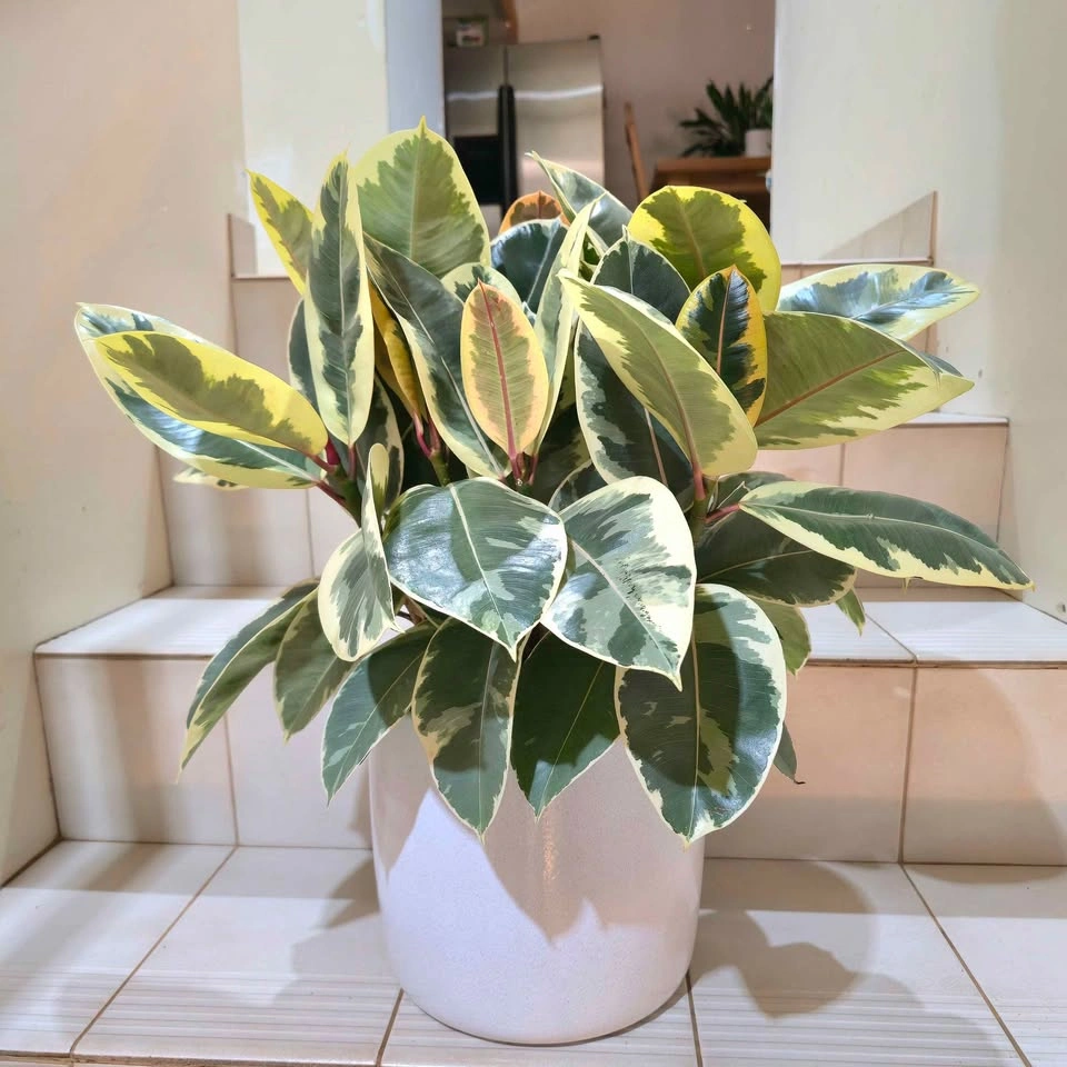 Ficus Elastica with ceramic planter - photo 3