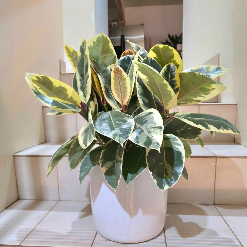 Ficus Elastica with ceramic planter - photo 4
