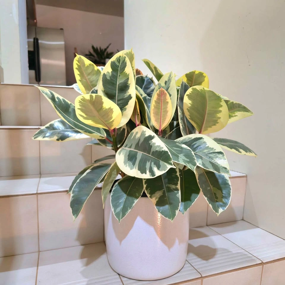 Ficus Elastica with ceramic planter - photo 5