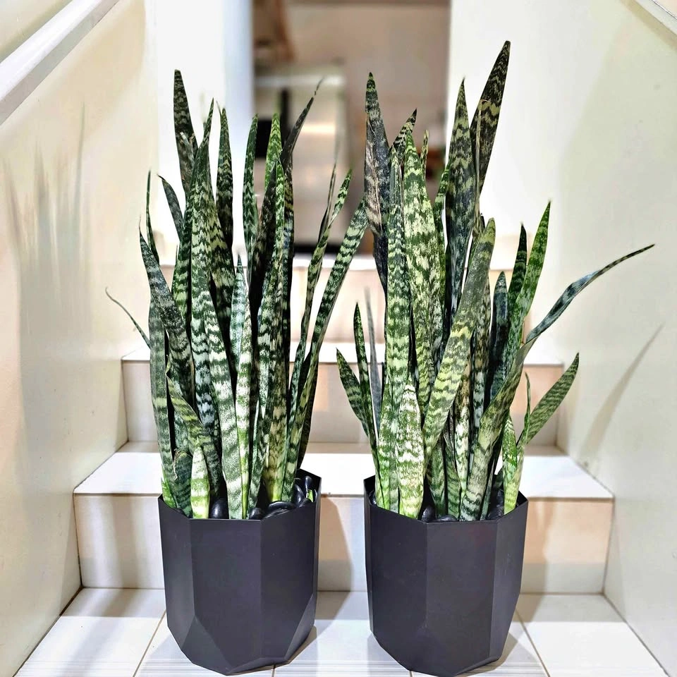 2 BIG Snake Plants with decorative stones and planters!