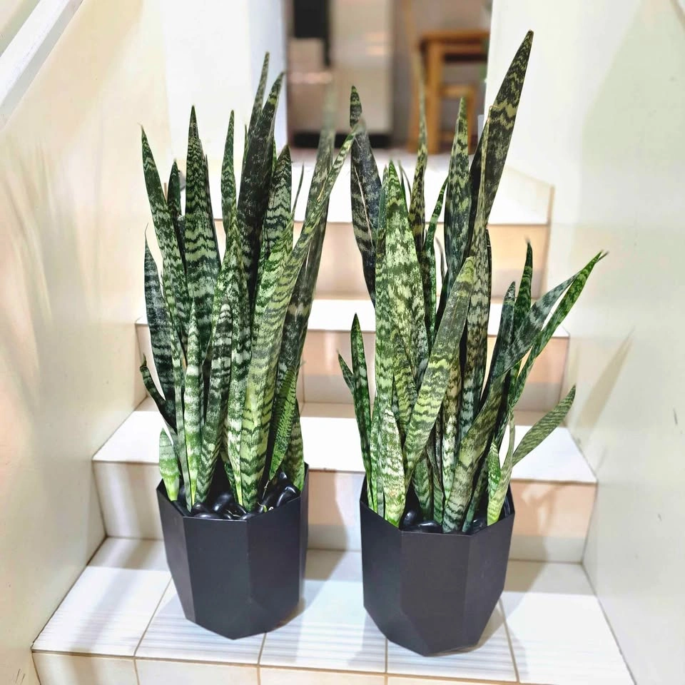 2 BIG Snake Plants with decorative stones and planters! - photo 2